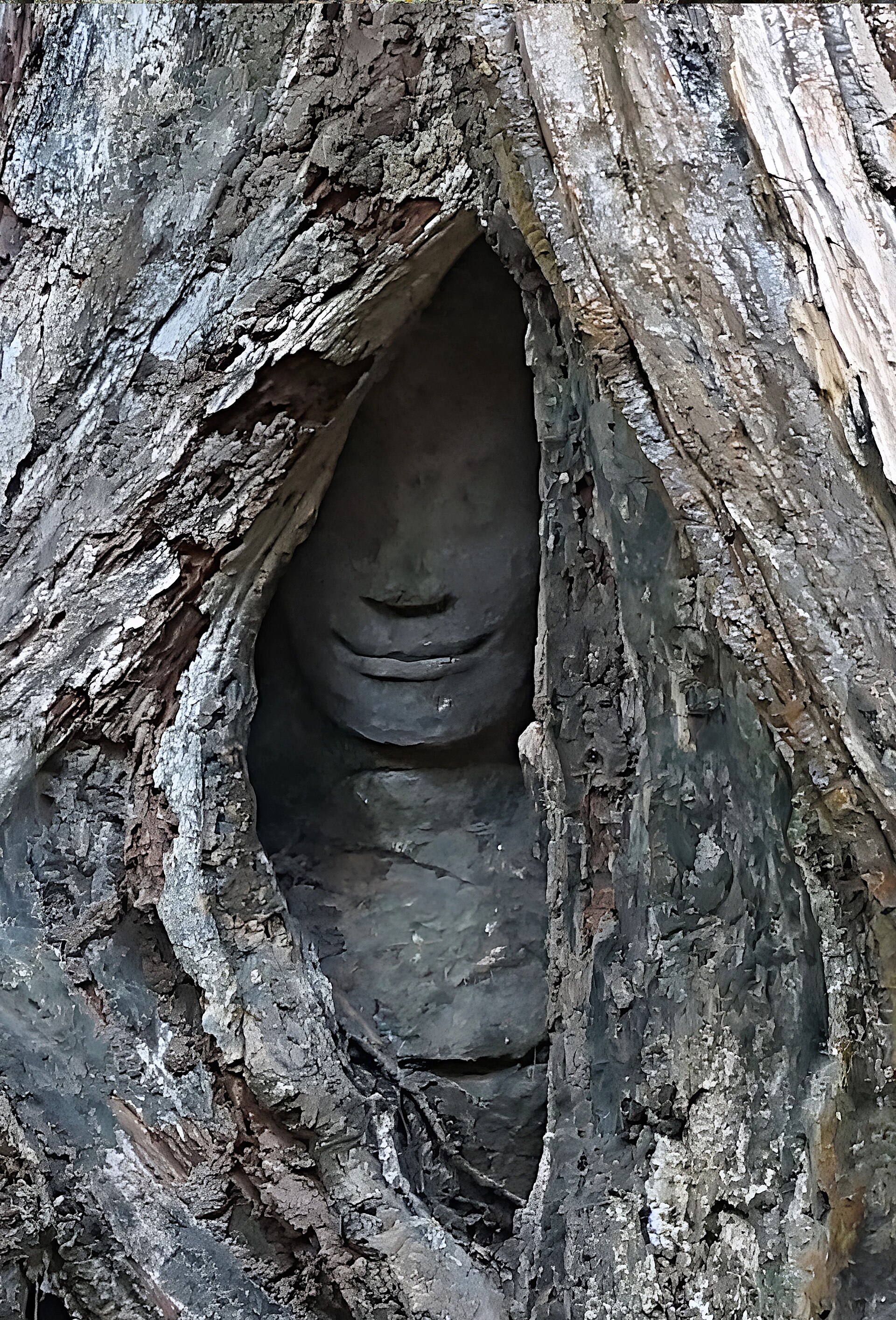 Tree roots over Ta Prohm temple